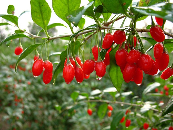 Drytech heat pump dryers use for drying wolf berry(Gouqi)