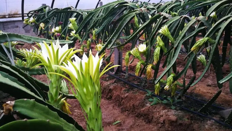 Drying Hylocereus undatus flowers