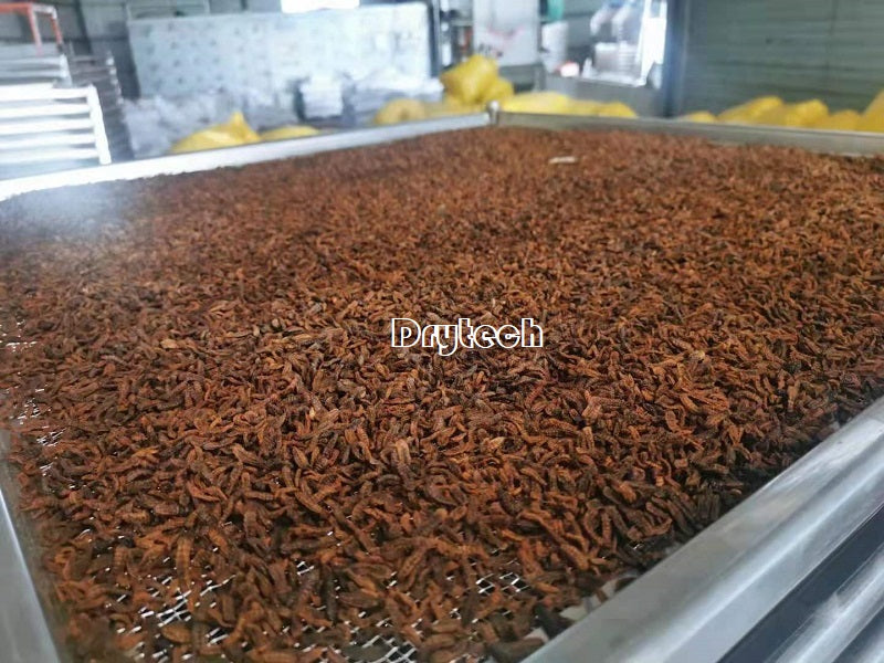 The Value of Black Soldier Fly, Drytech drying machine use for drying worms